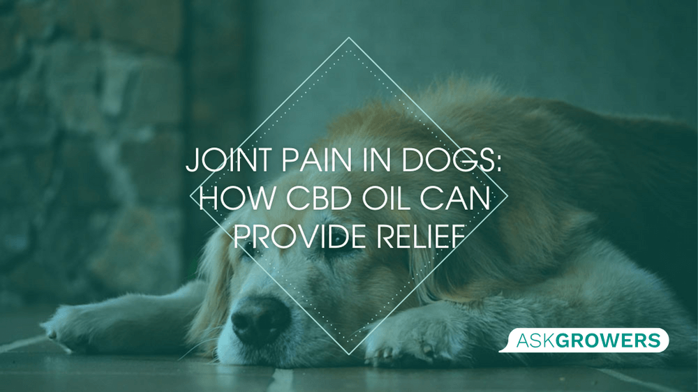 Joint Pain in Dogs: How CBD Oil Can Provide Relief